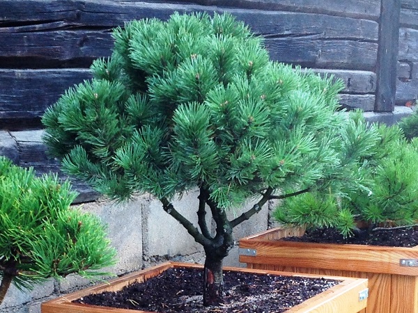 Pušis kalninė ,Mops' (lot. Pinus mugo) Pušis kalninė ,Mops' (lot. Pinus mugo)